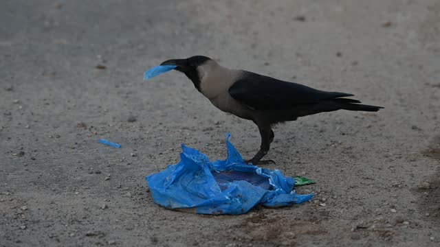 footage of house crow in wildlife