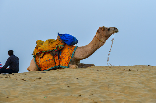 Jaisalmer, India - Nov 8, 2017. Riding camel on Thar Desert in Jaisalmer, India. Thar Desert is a large arid region in the northwestern part of the Indian.