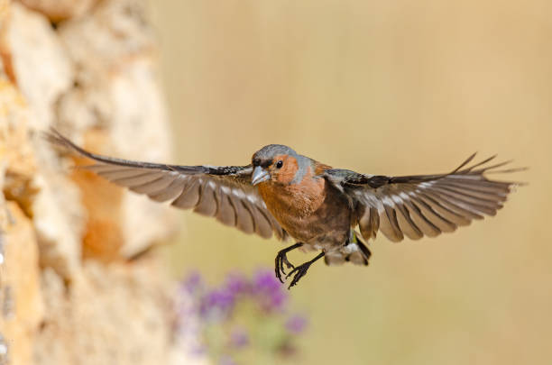 Common Chaffinch (Fringilla coelebs) flying with wings spread. Little bird in flight. Common Chaffinch (Fringilla coelebs) flying with wings spread. Little bird in flight. male common chaffinch bird fringilla coelebs stock pictures, royalty-free photos & images