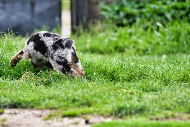 istock dog on grass, photo as a background , australian german shepard sheperd dog 1744390716