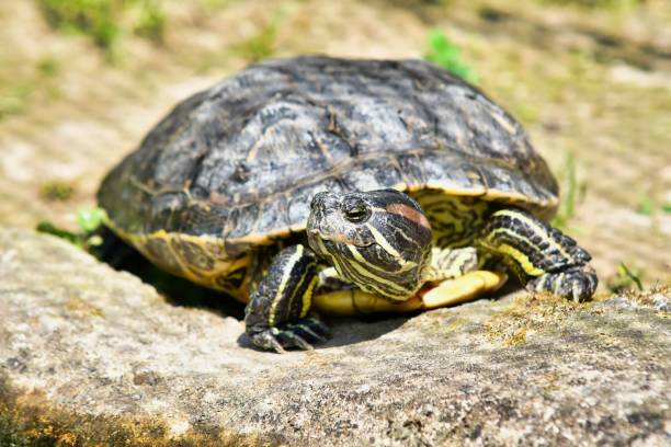 istock Photo Picture of Red Eared Terrapin Turtle Trachemys Scripta Elegans Tortoise 1744390749