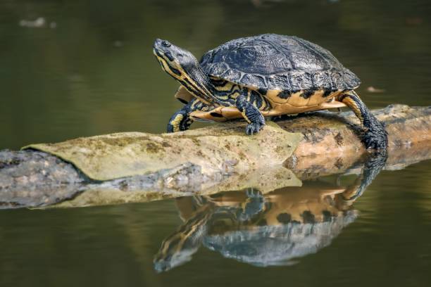 istock Green sea turtle basking on a floating log in a tranquil aquatic setting. 1744396170