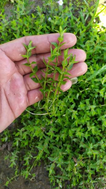 istock aquarium ornamental plants 1744398044