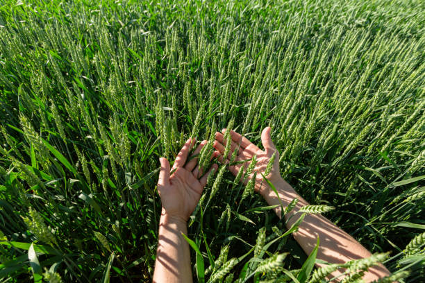 istock Close-up of hand touching wheat on field . 1744399698