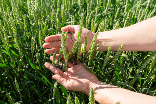 istock Close-up of hand touching wheat on field . 1744407238