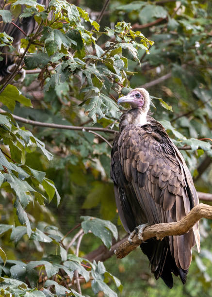 istock Hooded Vulture (Necrosyrtes monachus) Outdoors 1744407790