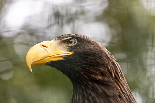 A close up profile of a bald eagle, isolated on a black background.