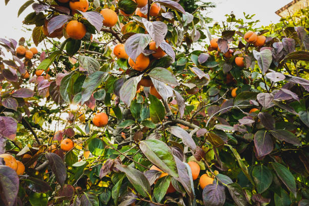 istock harvesting persimmon fruits. 1744409572