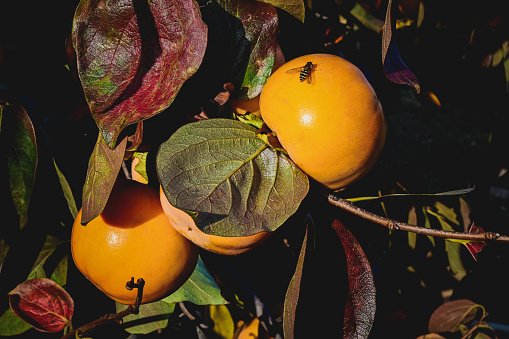 close up of ripe persimmons on the tree.