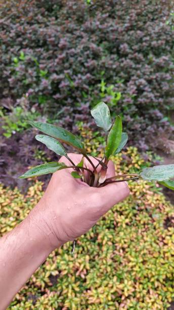 istock small plant. cryptocoryne wendtii green 1744410139