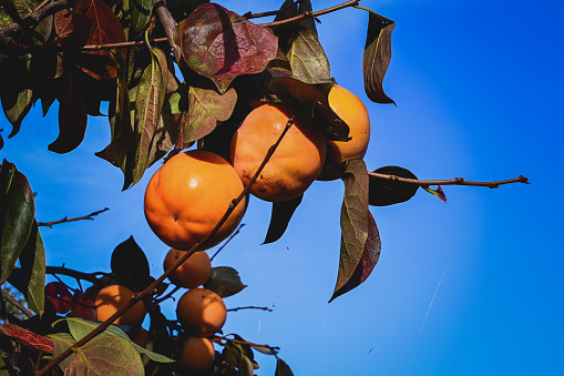 Persimmon tree in front of a blue sky.