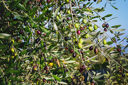Olives growing on tree.