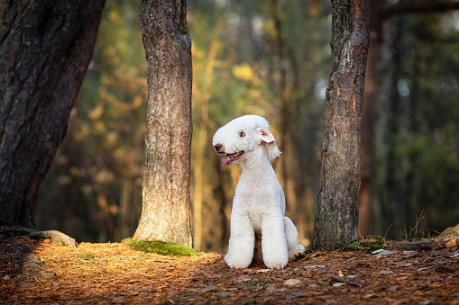Happy young Bedlington Terrier against the background of an autumn forest