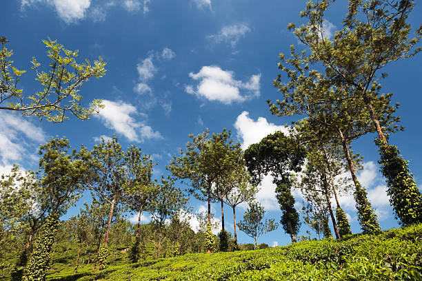 plantage du thé - landscaped tea plantage cloud landscape photos et images de collection