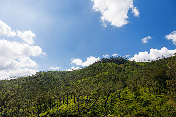 plantage du thé - landscaped tea plantage cloud landscape photos et images de collection