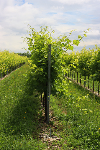 Vine plants ready to be pruined in the vineyard in the northern Italy countryside on springtime. Vitis vinifera cultivation. Pinot vineyard