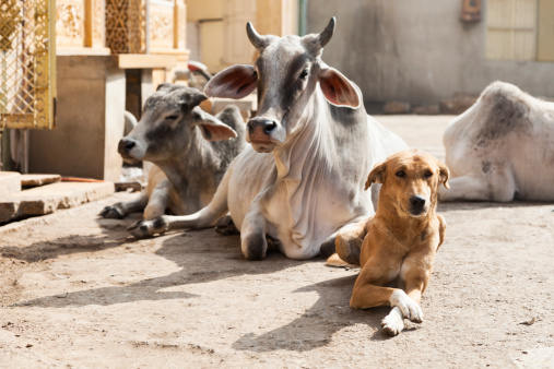 Cows and dog lying in the middle of the street in India. Jaisalmer, India.  http://dileque.si/istock-banners/banner-india.jpg