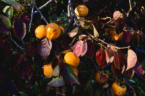 Persimmons in the garden in sunny day hanging on the tree.