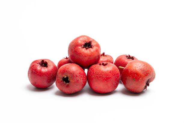 Studio Photography of hawthorn on White Background