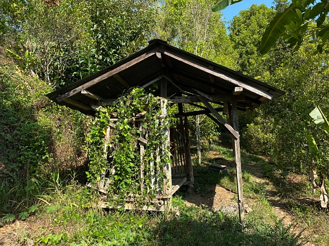 hut in the middle of the plantation