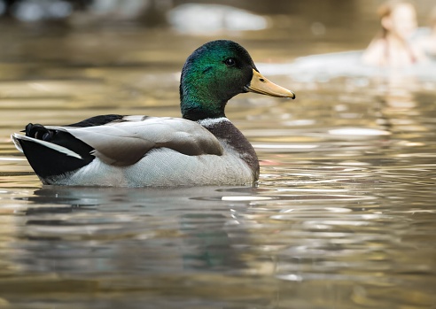 A mallard duck in a tranquil body of water.