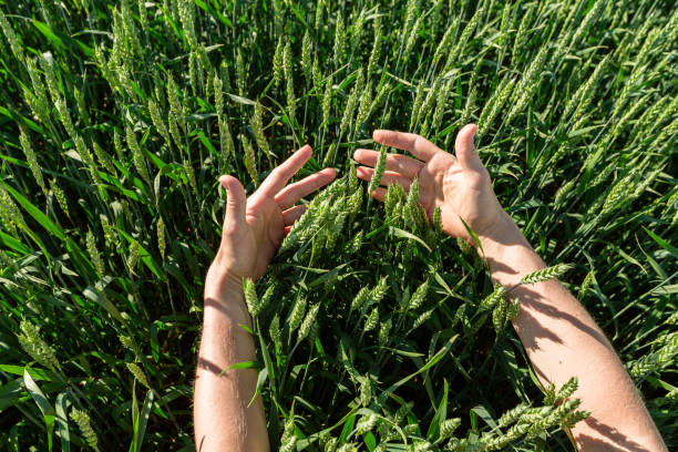 istock Close-up of hand touching wheat on field . 1744420045