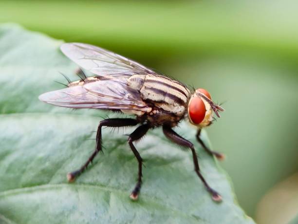 istock Selective focus of a fly on the tree leaf in the garden 1744421785