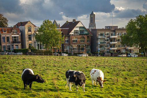Cattle on the grassland in summer