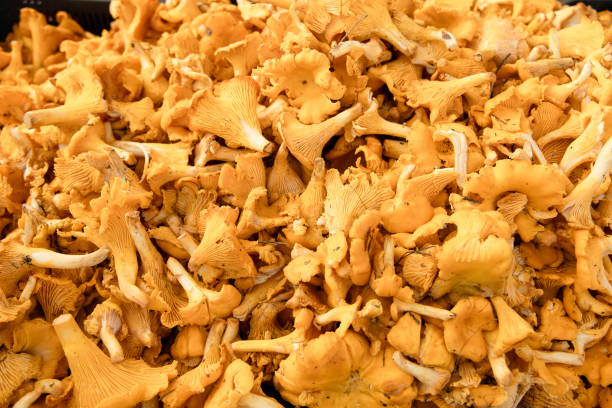 Mushroom Background. Chanterelles mushrooms just picked in the forest. High quality photo