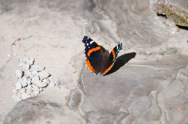 Red Admiral perched on stone Red Admiral butterfly on stone at Warkins Glen State Park in New York vanessa atalanta stock pictures, royalty-free photos & images