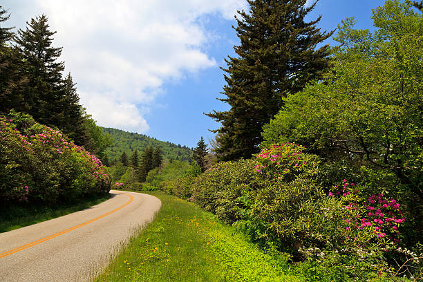 istock Rhododendron in Bloom Beside the Parkway 174444217