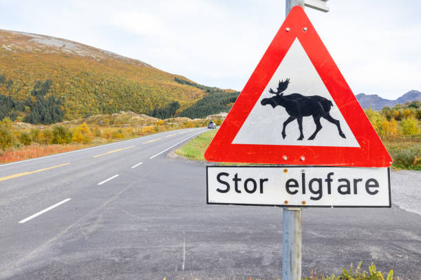 elchüberquerungsschild in norwegen - moose crossing sign stock-fotos und bilder