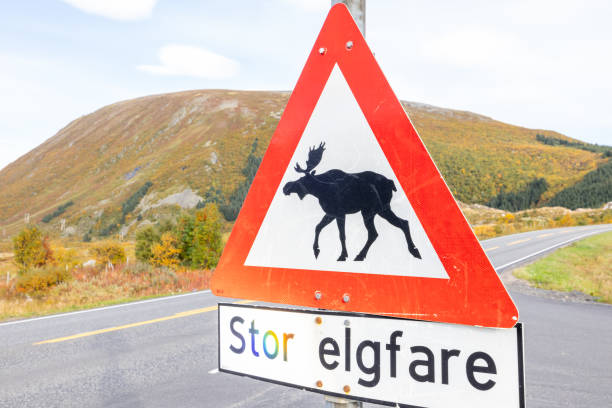 elchüberquerungsschild in norwegen - moose crossing sign stock-fotos und bilder