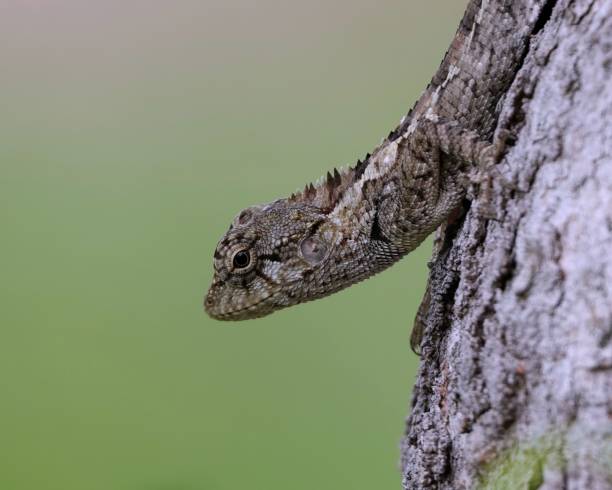 istock Close-up image of the Taiwan Japalure (Diploderma swinhonis) lizard atop a tree 1744449516
