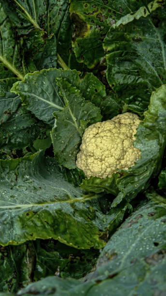 couve-flor - cauliflower portion growth vegetable - fotografias e filmes do acervo