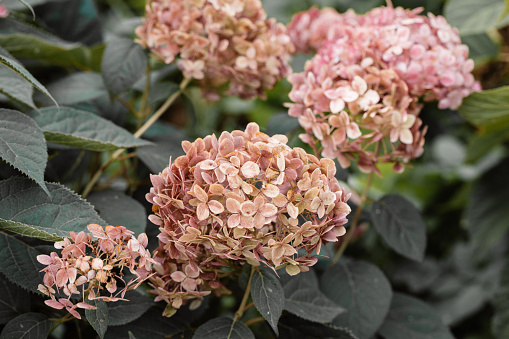 Flowering hydrangea tree, Hydrangea arborescens or Candybelle Bubblegum in the garden in summer. High quality photo