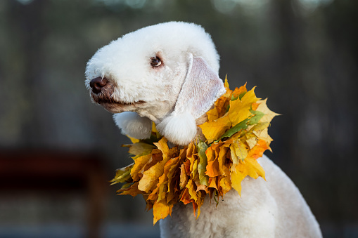 Close-up portrait of a young liver-colored Bedlington Terrier wearing a maple leaf collar