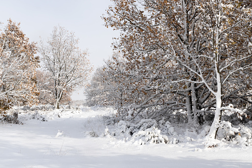 Snowy landscape in an oak forest with the branches of the trees covered by snow in winter.