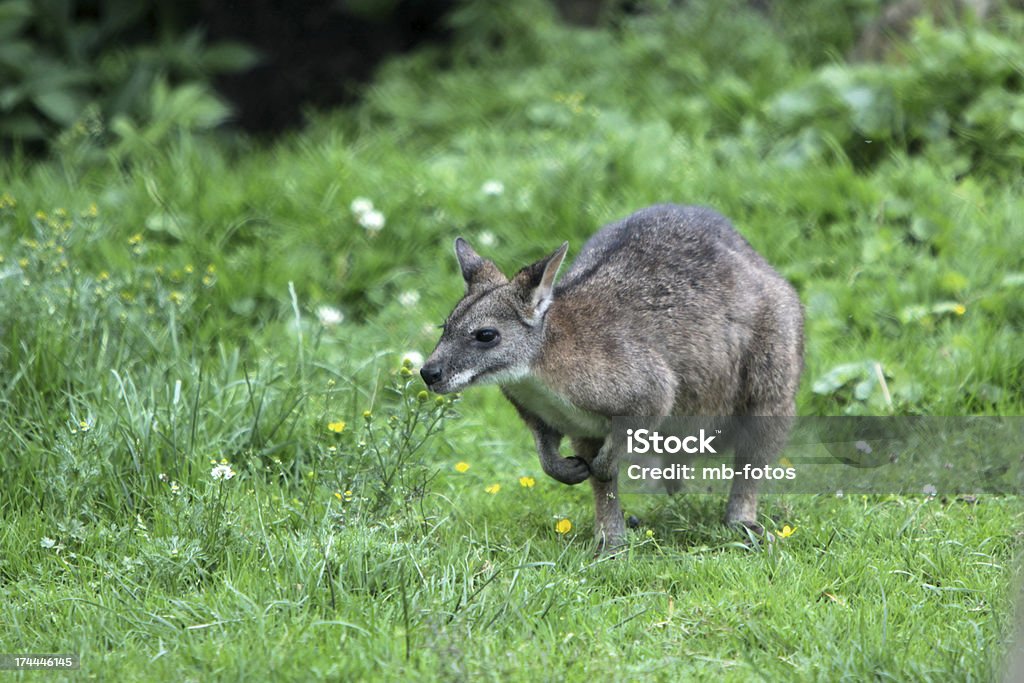 Macropus Parma - Zbiór zdjęć royalty-free (Australia)