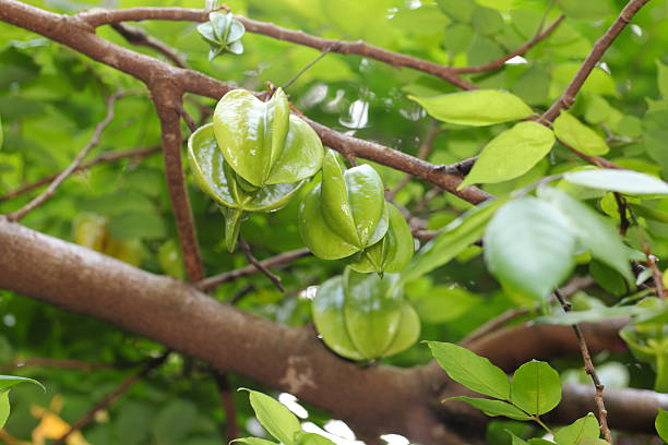 chayote frutta sull'albero - merleton foto e immagini stock