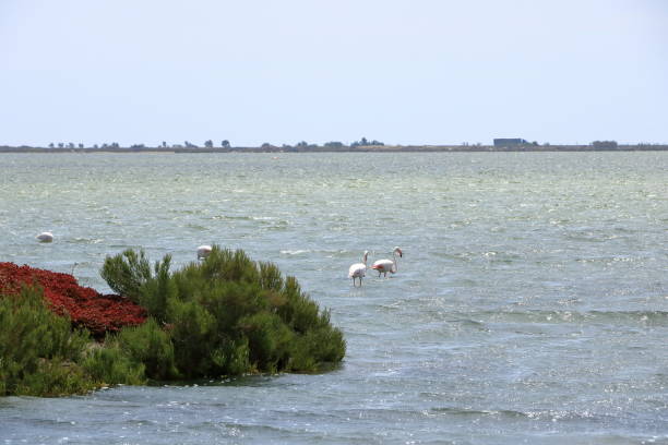 istock Pink flamingos and other birds 1744474049