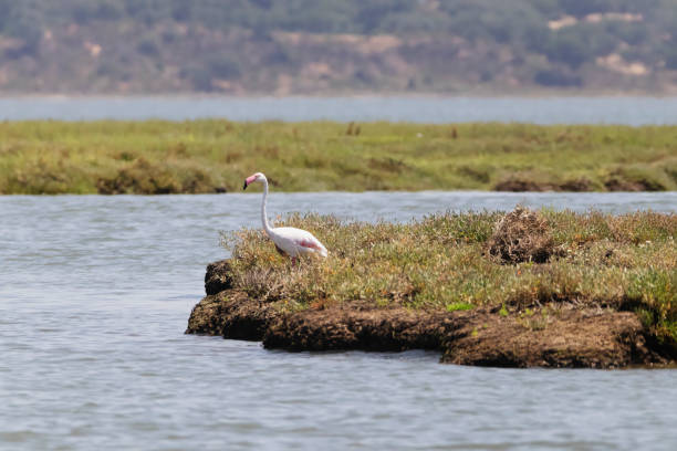 istock Flamingos in Portugal 1744474673