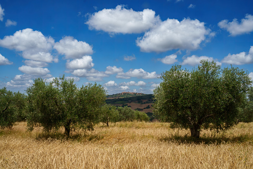 Albania landscape farm and olive tree plantation, in wonderful sky