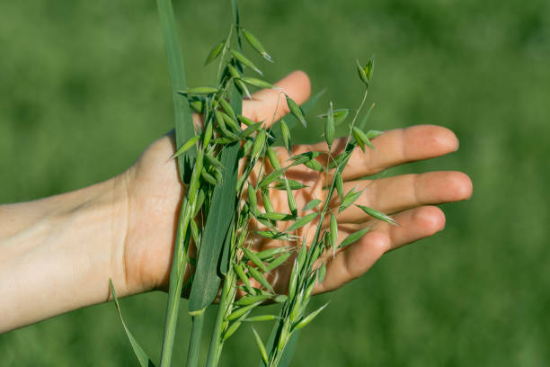 Ears of ripe oats in a woman's hand. Fertility concept stock photo