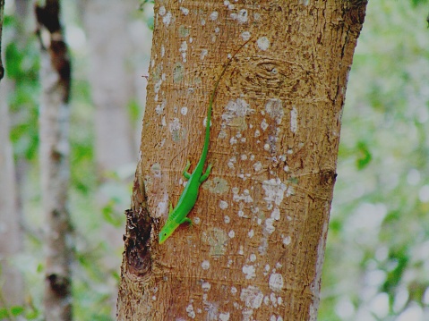 green lizard on tree trunk