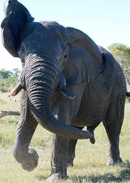 Elephant charge stock photo