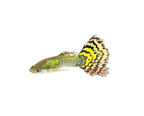 Yellow guppy fish isolated on white background