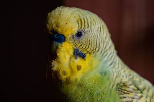 istock Closeup portrait of a budgerigar parrot 1744494494