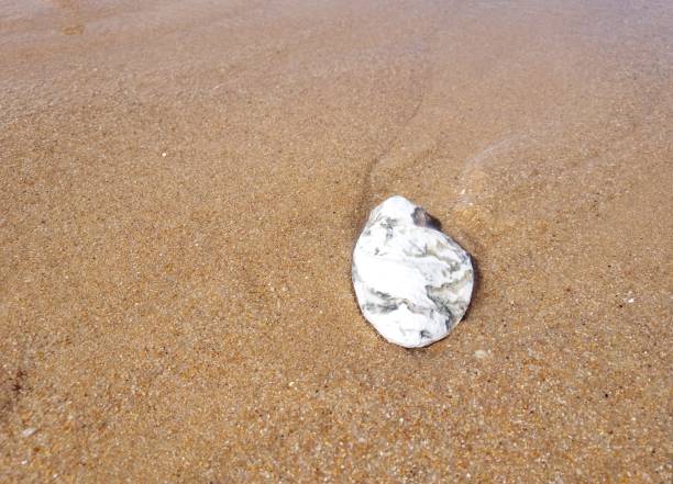istock Oyster shell on a beach, Oleron island 1744495574