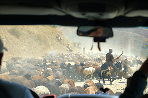 August 21 2023 - Kyrgyzstan in Central Asia: Kyrgyz herders get their goats and sheeps to high plateaus through on the road